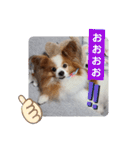 ぱぴぱぴパピヨン34（個別スタンプ：12）