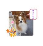 ぱぴぱぴパピヨン34（個別スタンプ：14）