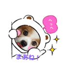 ぱぴぱぴパピヨン34（個別スタンプ：15）