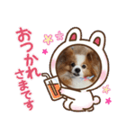 ぱぴぱぴパピヨン34（個別スタンプ：16）