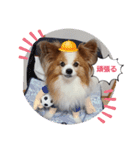 ぱぴぱぴパピヨン34（個別スタンプ：17）