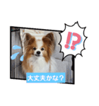 ぱぴぱぴパピヨン34（個別スタンプ：20）