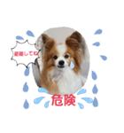 ぱぴぱぴパピヨン34（個別スタンプ：23）