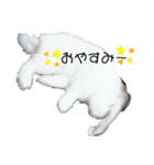 AO's zoo（個別スタンプ：2）