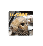 AO's zoo（個別スタンプ：4）