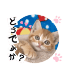 ねこまーちラブリープリンセス（個別スタンプ：1）