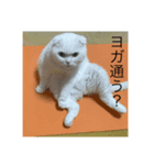 気力うさぎ（個別スタンプ：14）