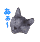 かわいいテラスたんぷ（個別スタンプ：1）