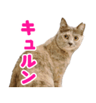 かわいいテラスたんぷ（個別スタンプ：2）