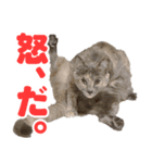 かわいいテラスたんぷ（個別スタンプ：3）