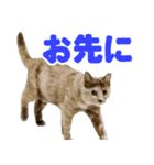 かわいいテラスたんぷ（個別スタンプ：5）