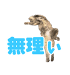 かわいいテラスたんぷ（個別スタンプ：6）