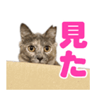 かわいいテラスたんぷ（個別スタンプ：7）