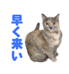 かわいいテラスたんぷ（個別スタンプ：10）