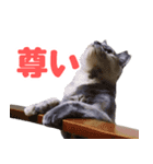 かわいいテラスたんぷ（個別スタンプ：11）