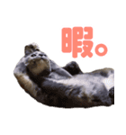 かわいいテラスたんぷ（個別スタンプ：12）