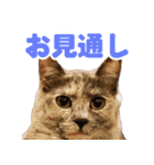 かわいいテラスたんぷ（個別スタンプ：13）