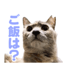 かわいいテラスたんぷ（個別スタンプ：14）