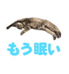 かわいいテラスたんぷ（個別スタンプ：15）