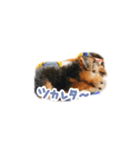 ナッツくん2（個別スタンプ：5）