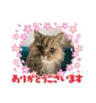 まろももお友達編②アイシャちゃんと➕1（個別スタンプ：3）