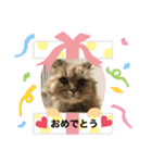 まろももお友達編②アイシャちゃんと➕1（個別スタンプ：14）