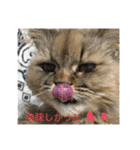 まろももお友達編②アイシャちゃんと➕1（個別スタンプ：22）