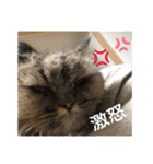 まろももお友達編②アイシャちゃんと➕1（個別スタンプ：23）