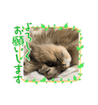 まろももお友達編②アイシャちゃんと➕1（個別スタンプ：25）