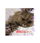 まろももお友達編②アイシャちゃんと➕1（個別スタンプ：37）