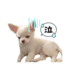 チワワのウリ（個別スタンプ：6）