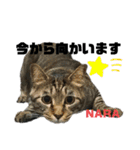 みらいねこ横濱②（個別スタンプ：3）