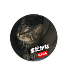 みらいねこ横濱②（個別スタンプ：8）