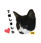 みらいねこ横濱②（個別スタンプ：19）