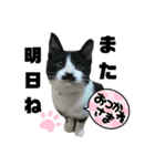 みらいねこ横濱②（個別スタンプ：20）