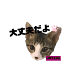 みらいねこ横濱②（個別スタンプ：31）