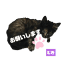 みらいねこ横濱②（個別スタンプ：33）
