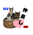 みらいねこ横濱②（個別スタンプ：34）