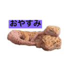 スタンプカイ（個別スタンプ：1）