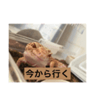 スタンプカイ（個別スタンプ：5）