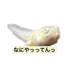 スタンプカイ（個別スタンプ：11）