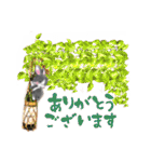 D＆Ydesign みみちゃんとお友達（個別スタンプ：4）