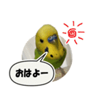 セキセイインコのフクチョウとぴーちゃん（個別スタンプ：1）