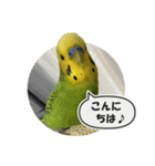 セキセイインコのフクチョウとぴーちゃん（個別スタンプ：2）