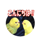 セキセイインコのフクチョウとぴーちゃん（個別スタンプ：3）