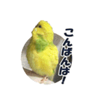セキセイインコのフクチョウとぴーちゃん（個別スタンプ：4）