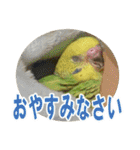セキセイインコのフクチョウとぴーちゃん（個別スタンプ：5）