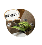 セキセイインコのフクチョウとぴーちゃん（個別スタンプ：6）