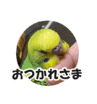 セキセイインコのフクチョウとぴーちゃん（個別スタンプ：7）