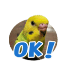 セキセイインコのフクチョウとぴーちゃん（個別スタンプ：8）
